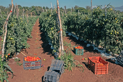 מטע עגבניות. חתמה על הסכם למסחור זרעים עמידים לווירוס הטובמו
, צילום: בלומברג