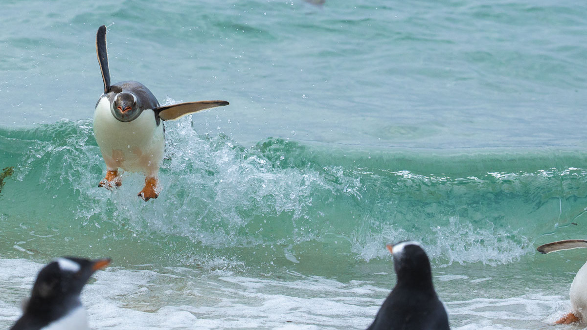 פוטו צילומים מצחיקים של חיות 2021 פינגווין