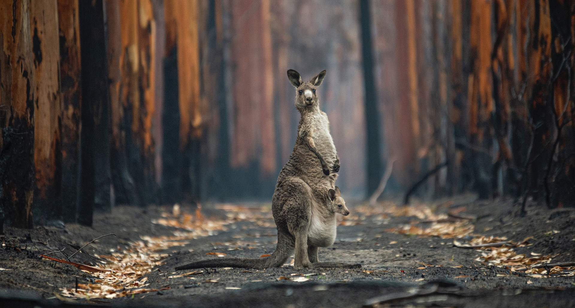 פוטו תמונות מתחרות BigPicture Natural World קנגורו אוסטרליה