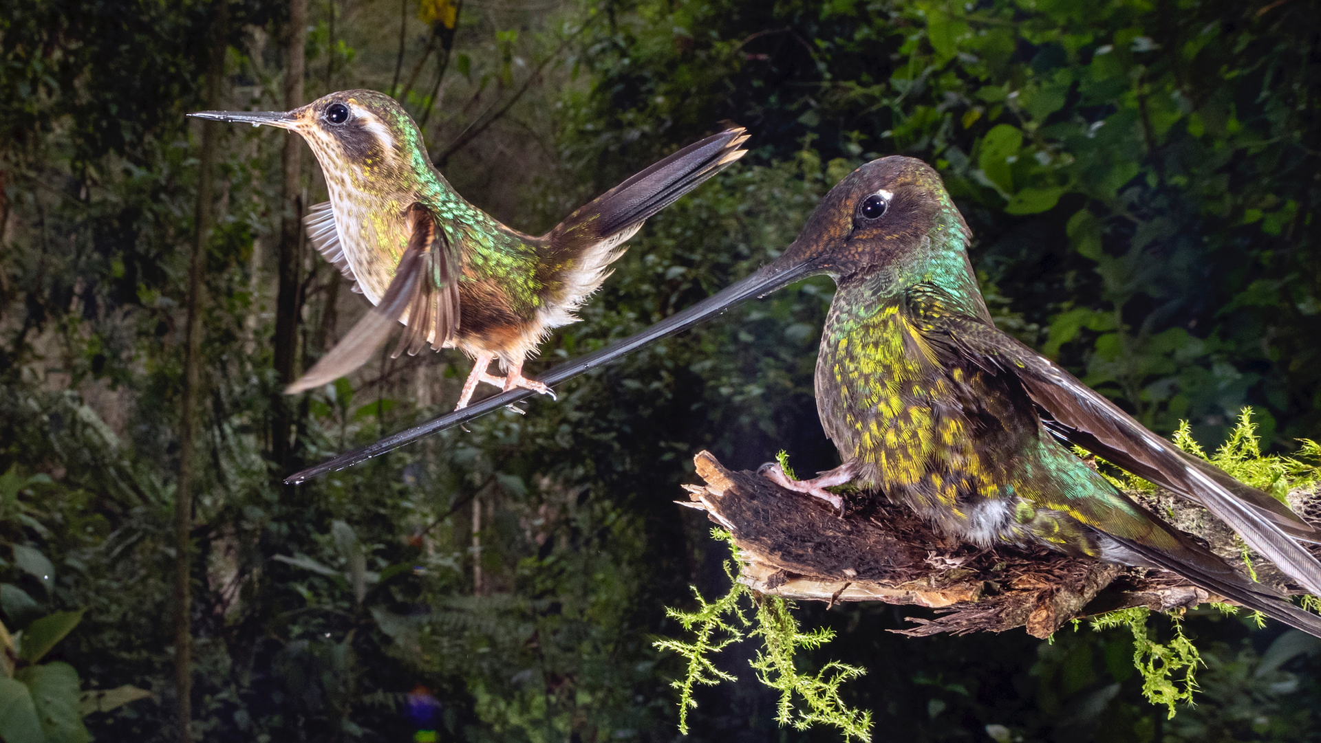 פוטו תמונות מתחרות BigPicture Natural World ציפור שיווי משקל