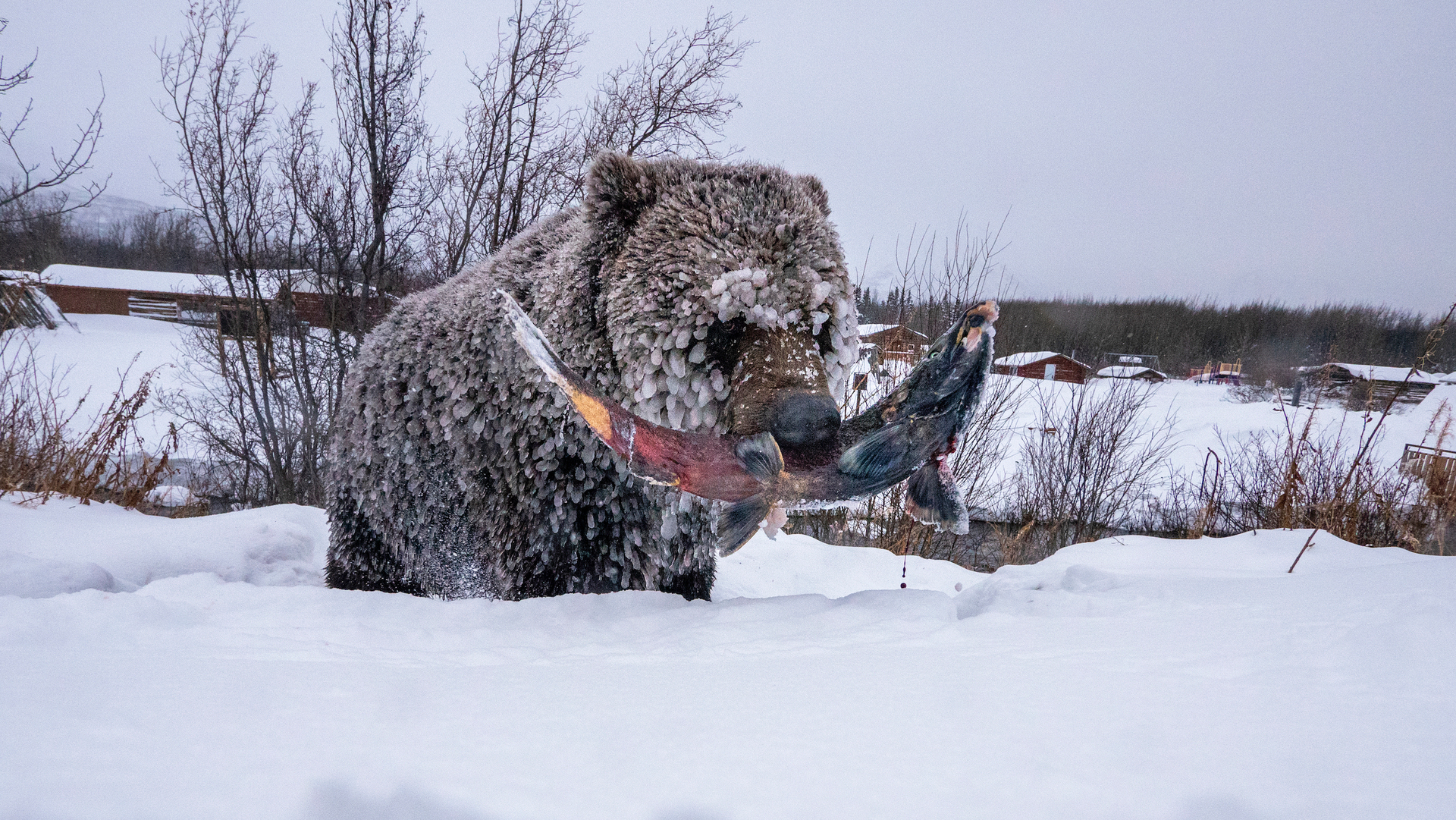 פוטו תמונות מתחרות BigPicture Natural World דוב אוכל דג