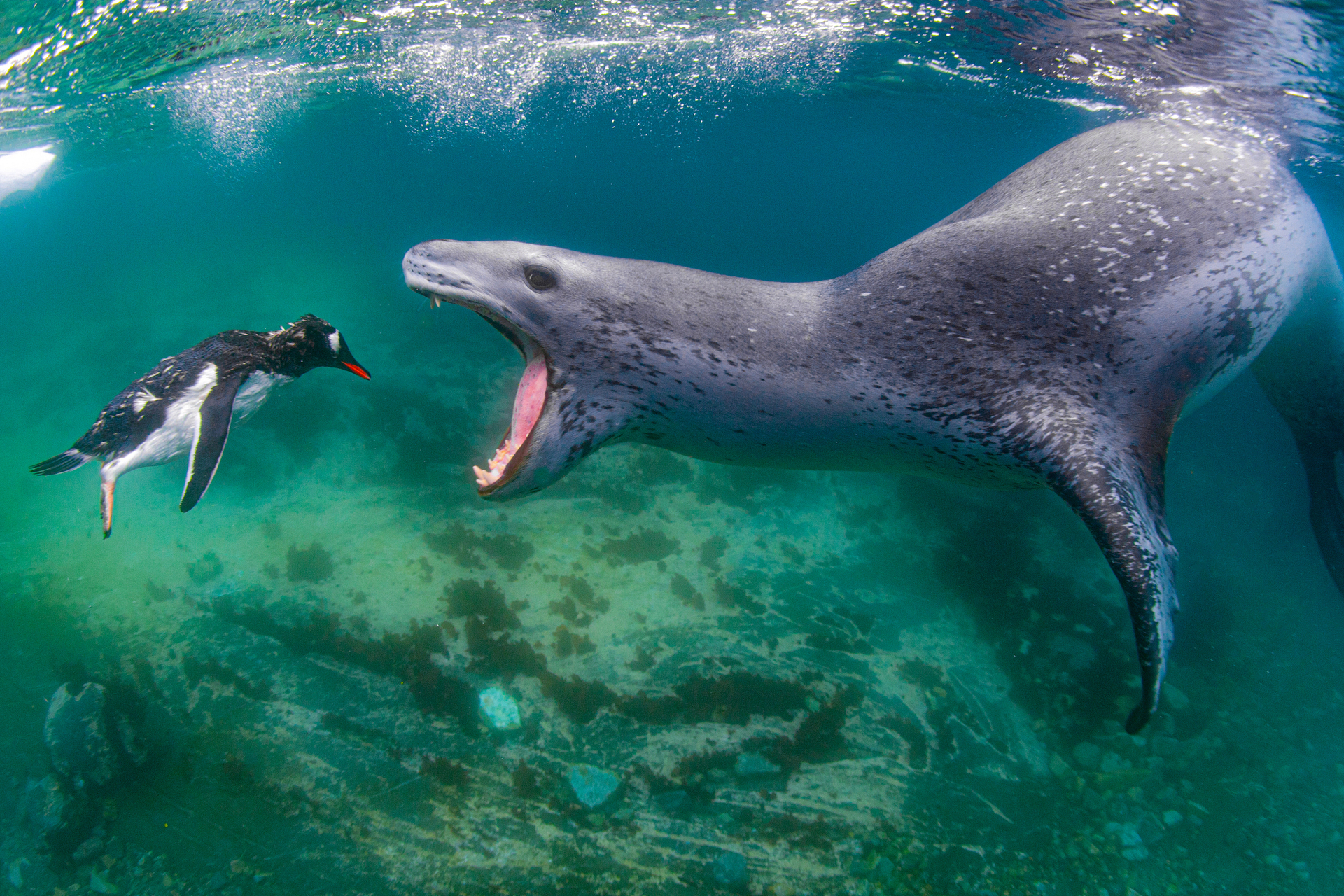 פוטו תמונות מתחרות BigPicture Natural World כלב ים פינגווין