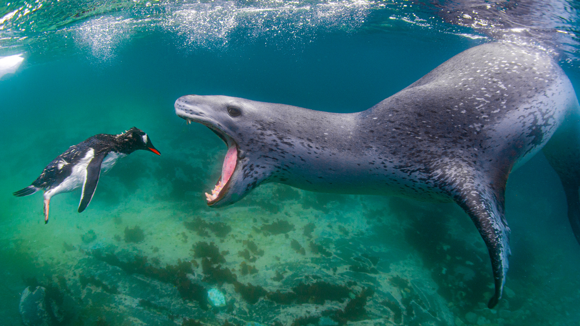 פוטו תמונות מתחרות BigPicture Natural World כלב ים פינגווין