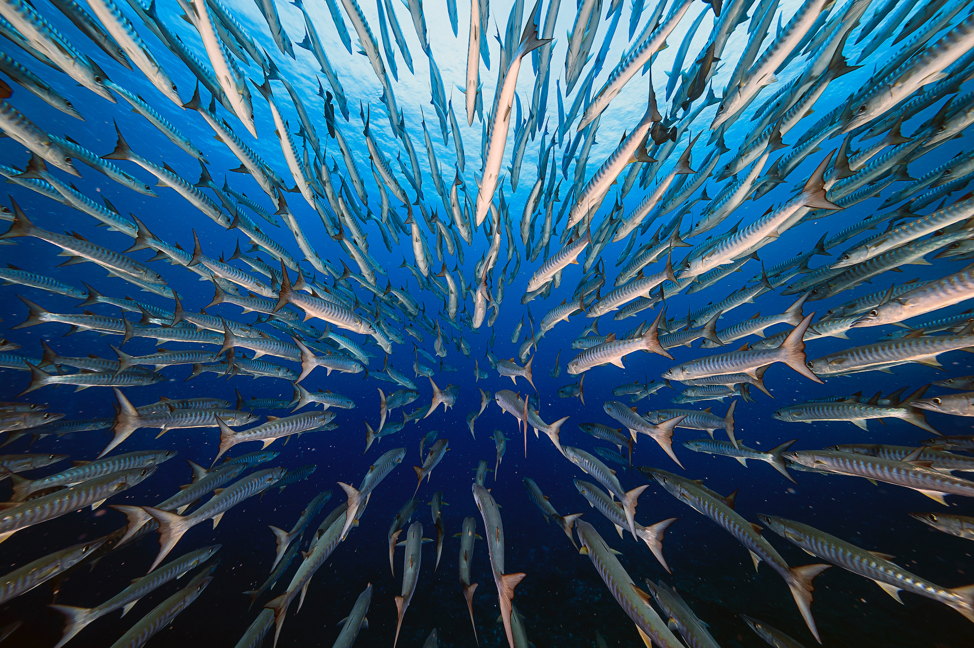 פוטו תמונות מתחרות BigPicture Natural World דגים