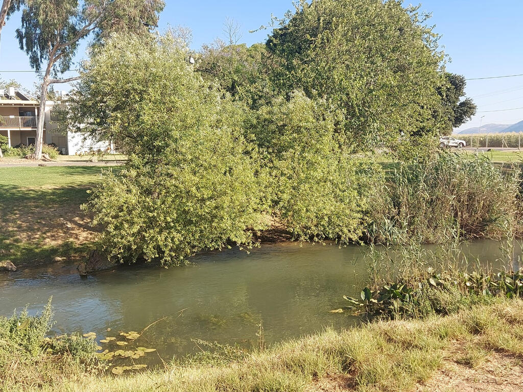 נהר הירדן ליד קיבוץ נאות מרדכי