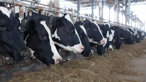 הרפתנים עדיין מקווים שסמוטריץ' ייבלם בכנסת