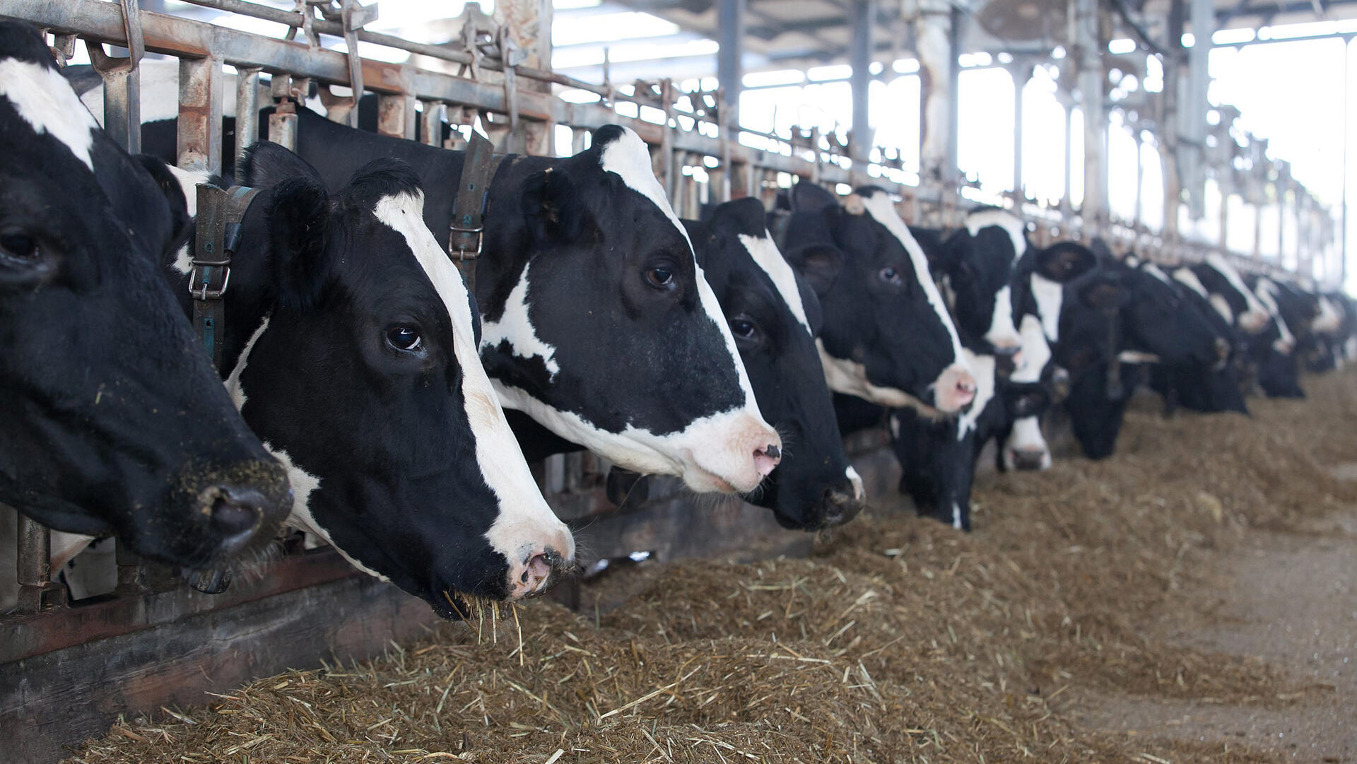 רפת פרות רובוטית scr ב כפר ויתקין