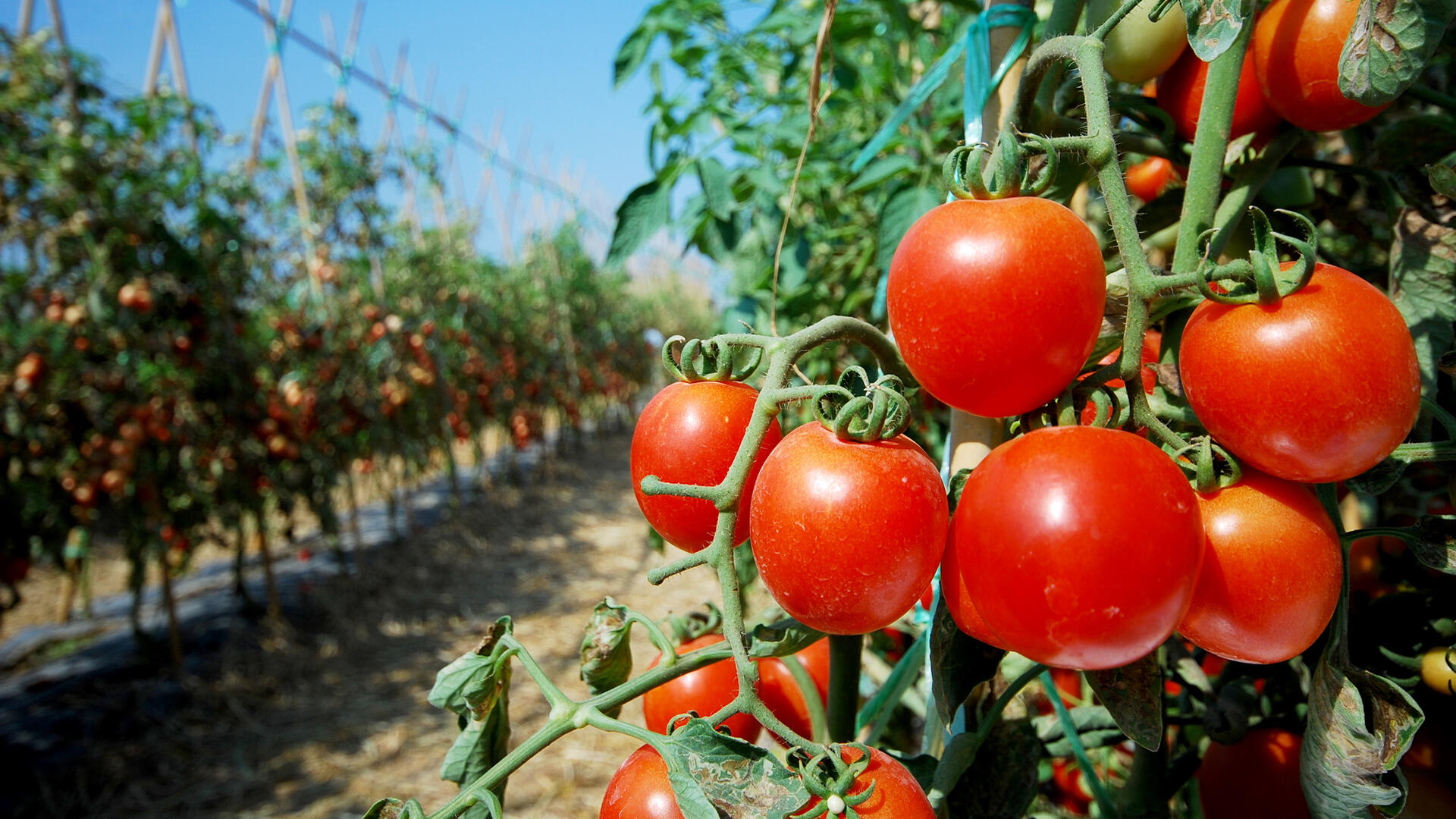 עגבניה גידול עגבניות חווה