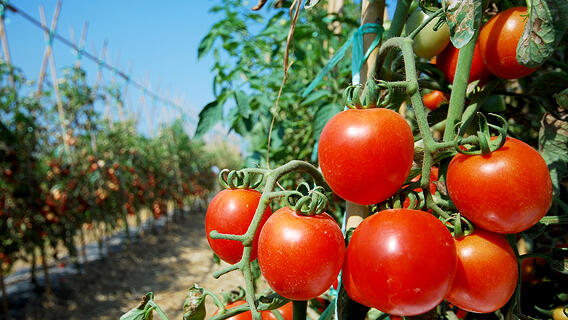 עגבניה גידול עגבניות חווה