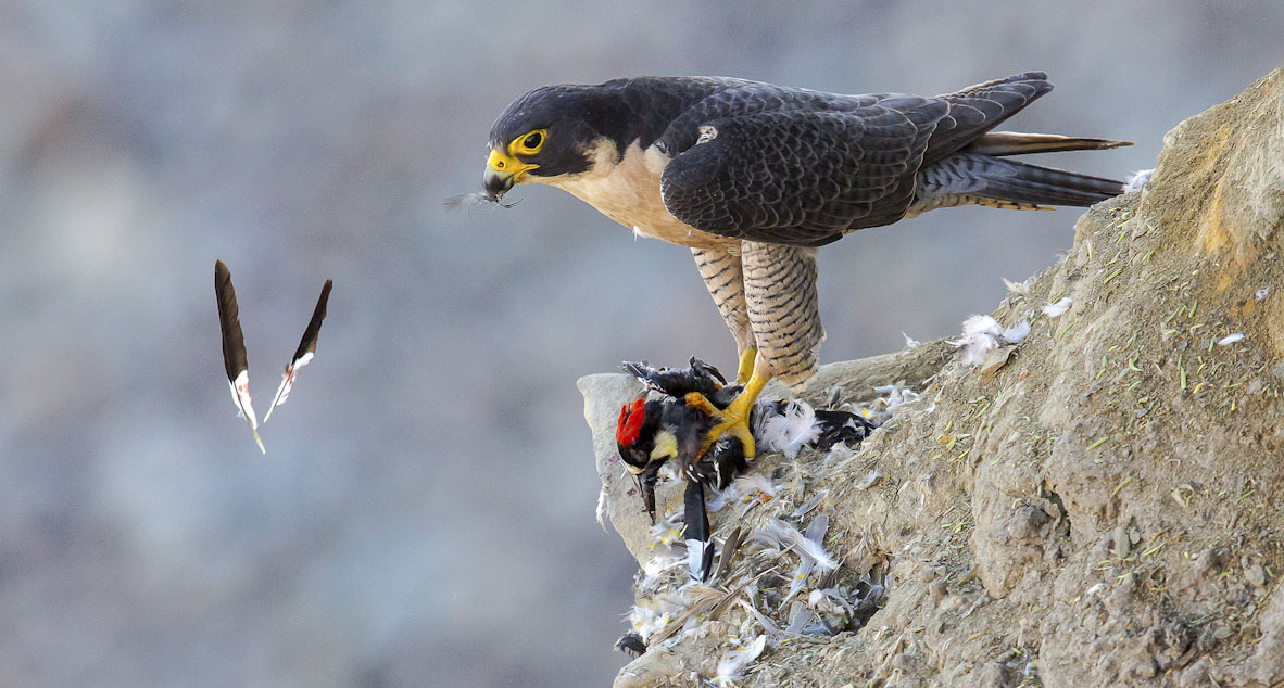 פוטו תחרות צילומי ציפורים Audubon     Peregrine Falcon