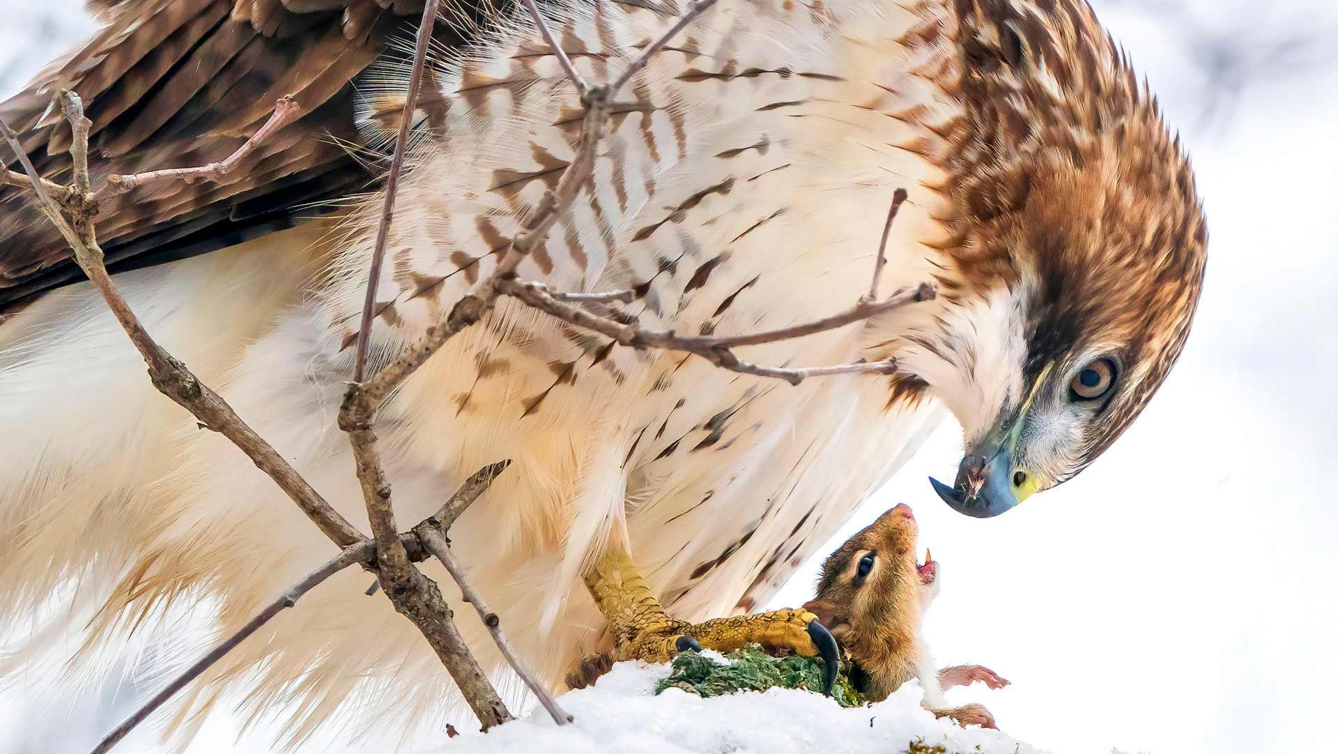 פוטו תחרות צילומי ציפורים Audubon      Red-tailed Hawk