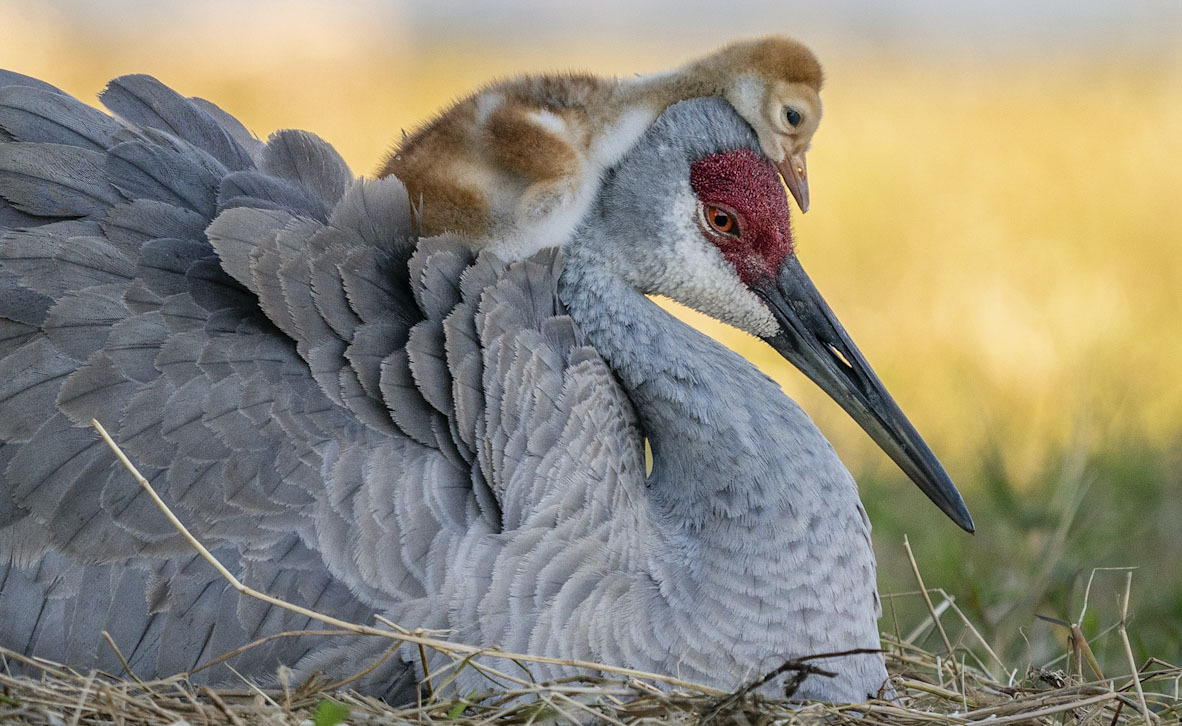 פוטו תחרות צילומי ציפורים Audubon   Sandhill Crane