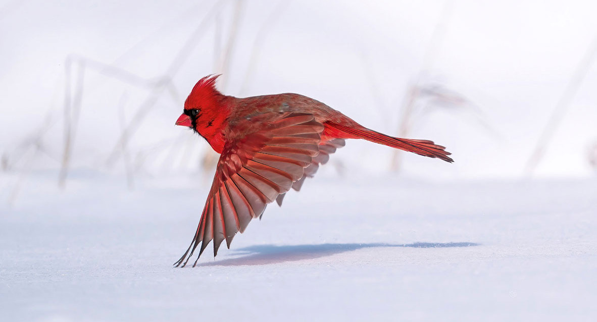פוטו תחרות צילומי ציפורים Audubon  Northern Cardinal