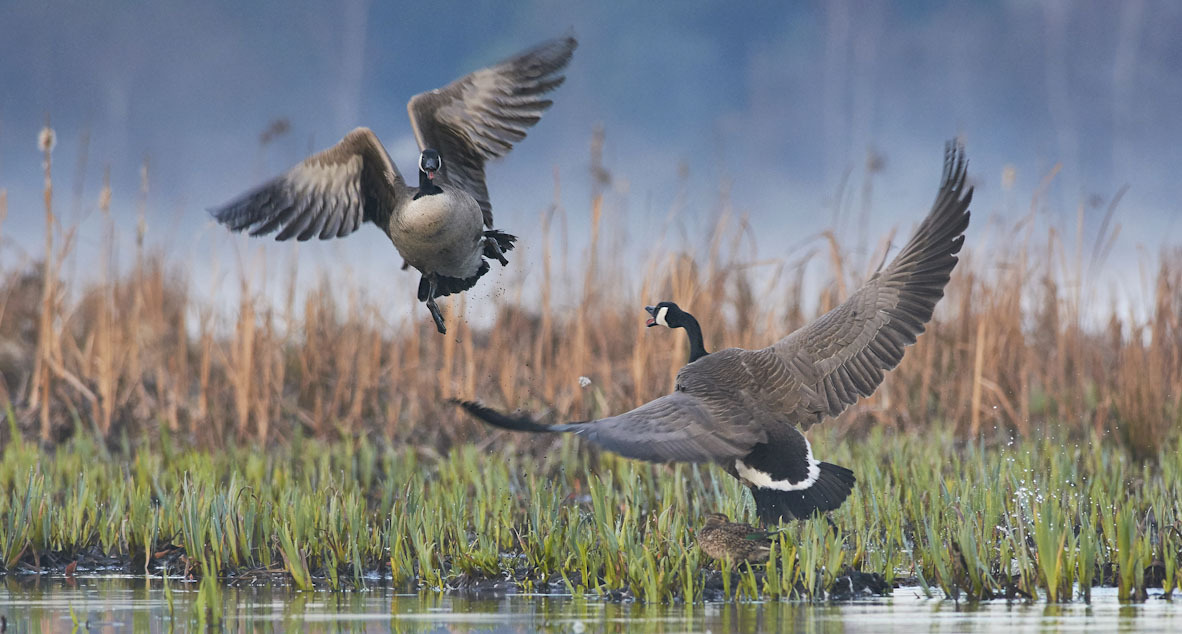 פוטו תחרות צילומי ציפורים Audubon       Canada Goose