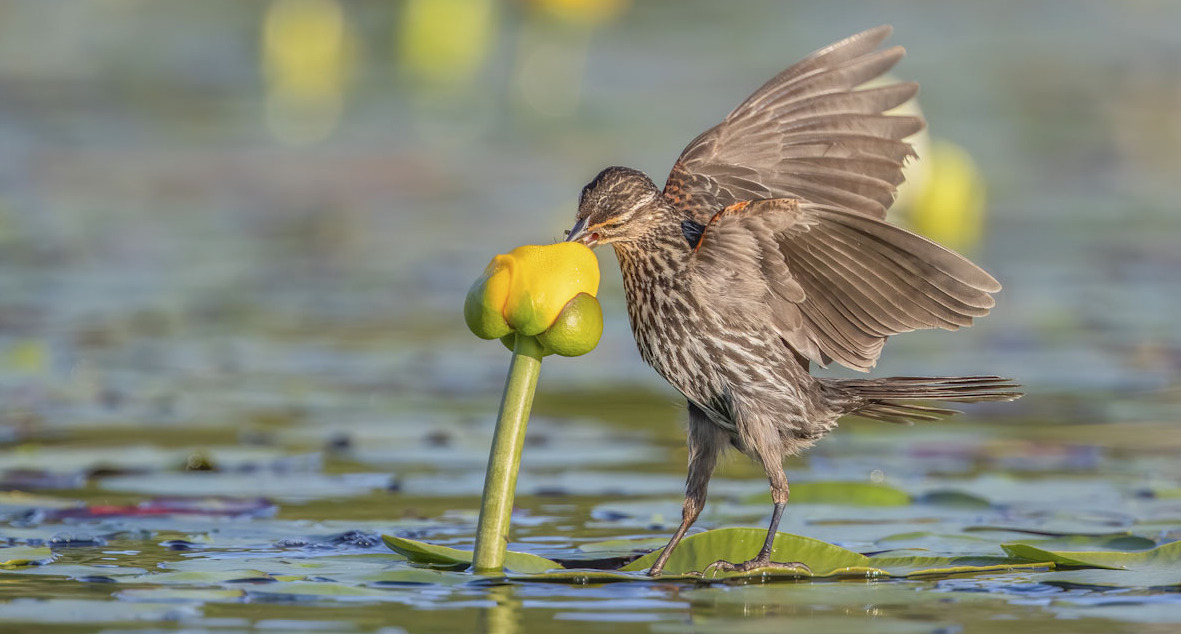פוטו תחרות צילומי ציפורים Audubon   Red-winged Blackbird and lily pad