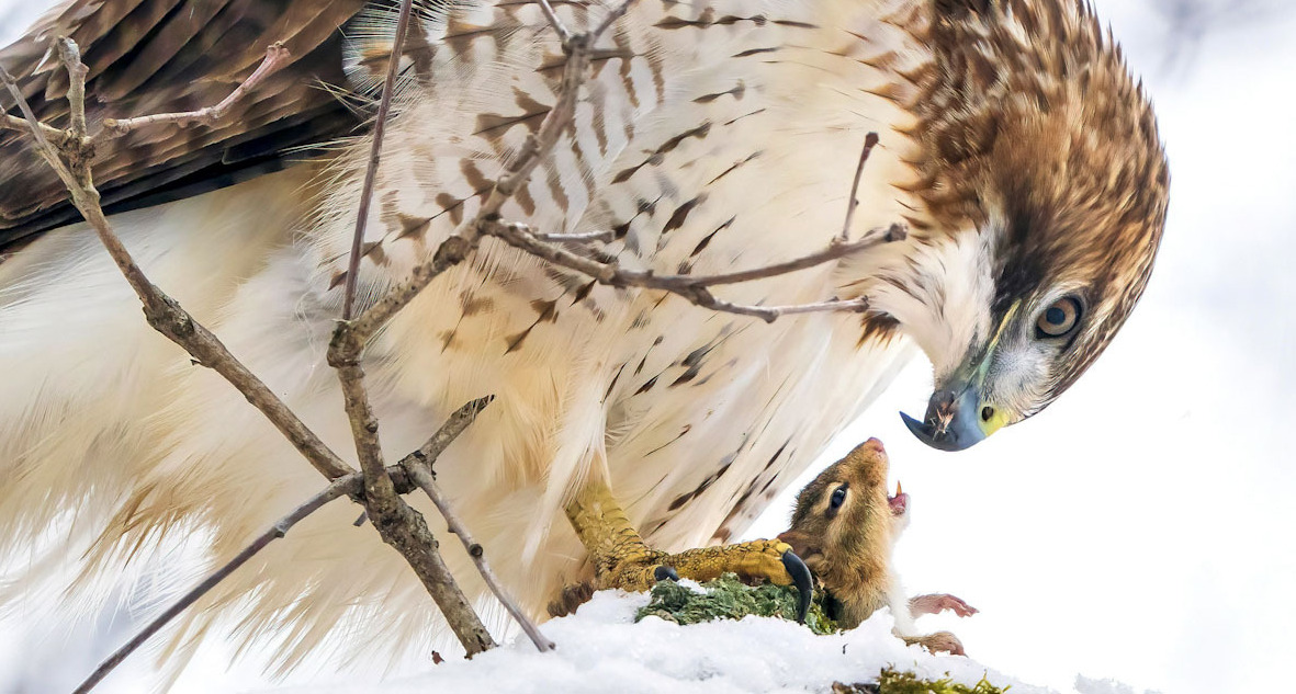 פוטו תחרות צילומי ציפורים Audubon      Red-tailed Hawk
