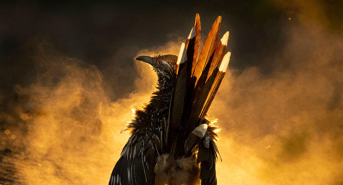 פוטו תחרות צילומי ציפורים Audubon מקום ראשון  קוקייה רצנית