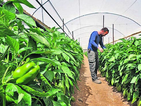 Agriculture in Israel. 