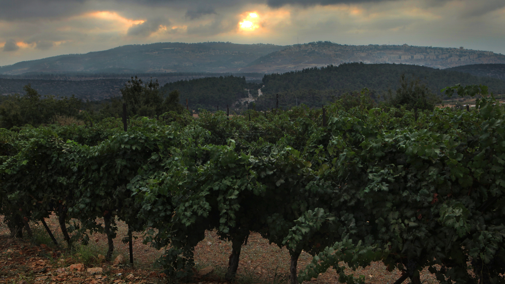כרמי היקב הר מירון, גליל עליון