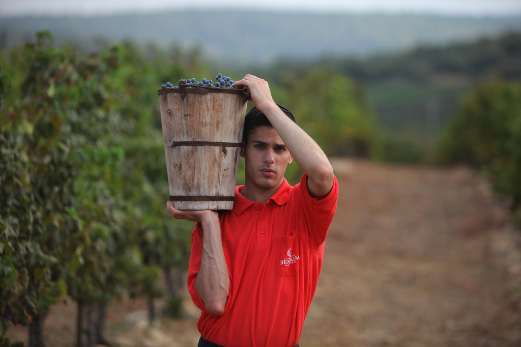 בציר ידני בכרמי בן-חיים, הר מירון