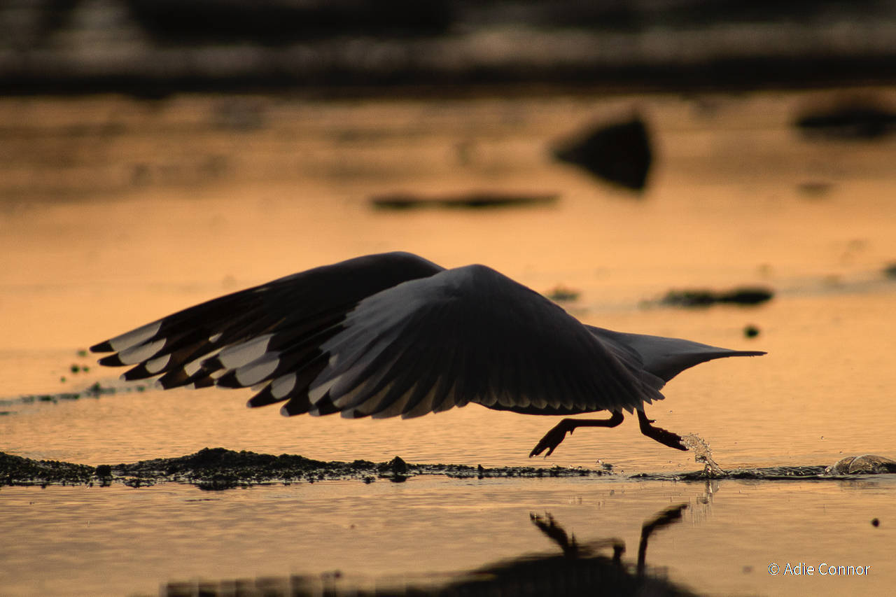 פוטו תחרות צילומי טבע אוסטרליה נחיתה ציפור 