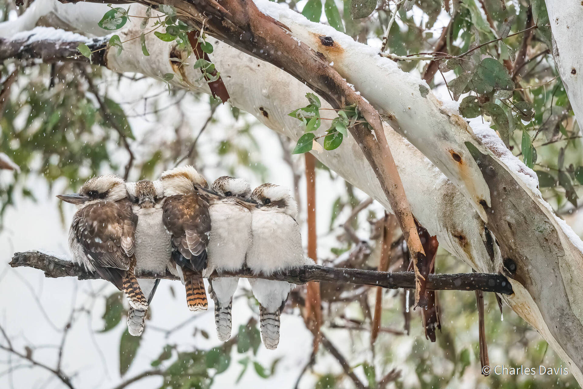 פוטו תחרות צילומי טבע אוסטרליה ציפורים מצטופפות