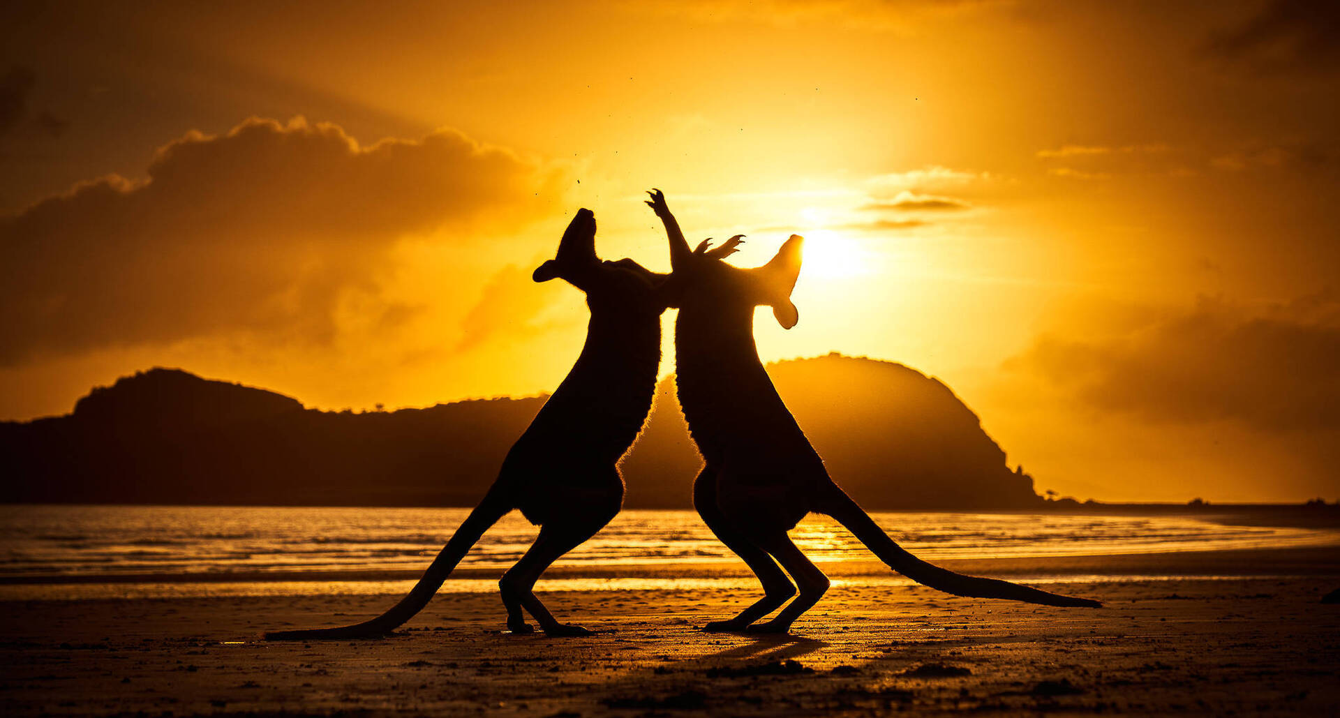 פוטו תחרות צילומי טבע אוסטרליה קנגורו