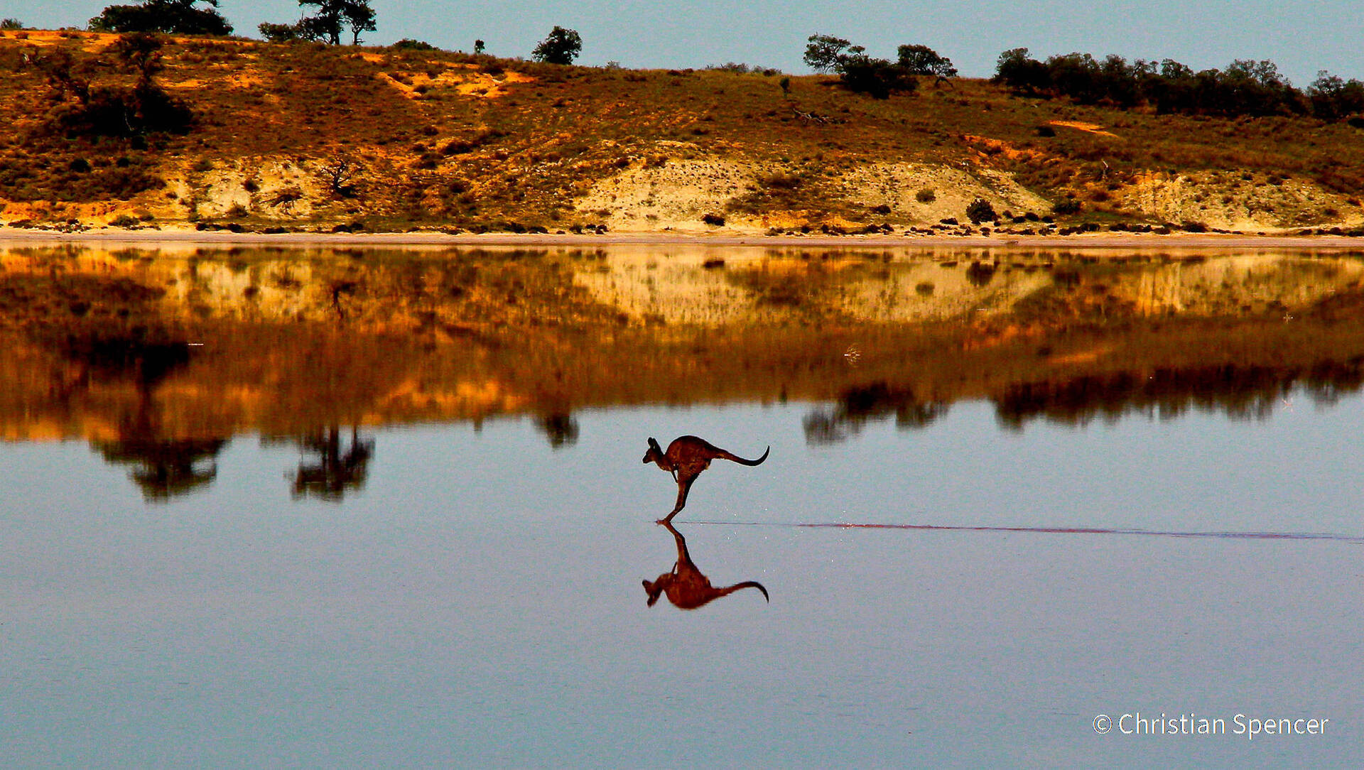 פוטו תחרות צילומי טבע אוסטרליה קנגורו על המים 