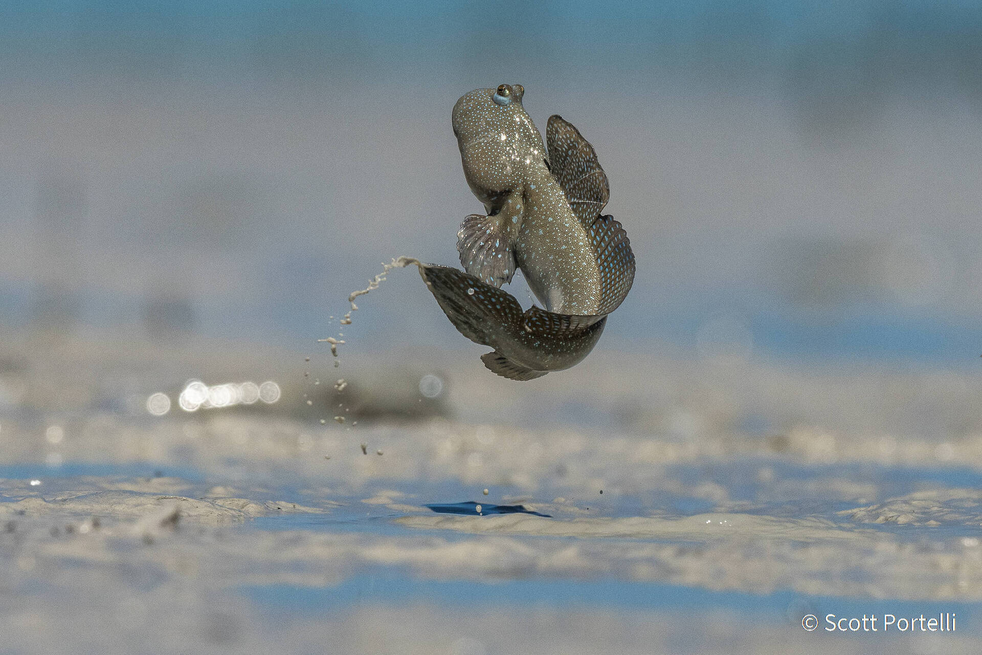 פוטו תחרות צילומי טבע אוסטרליה דג קופץ
