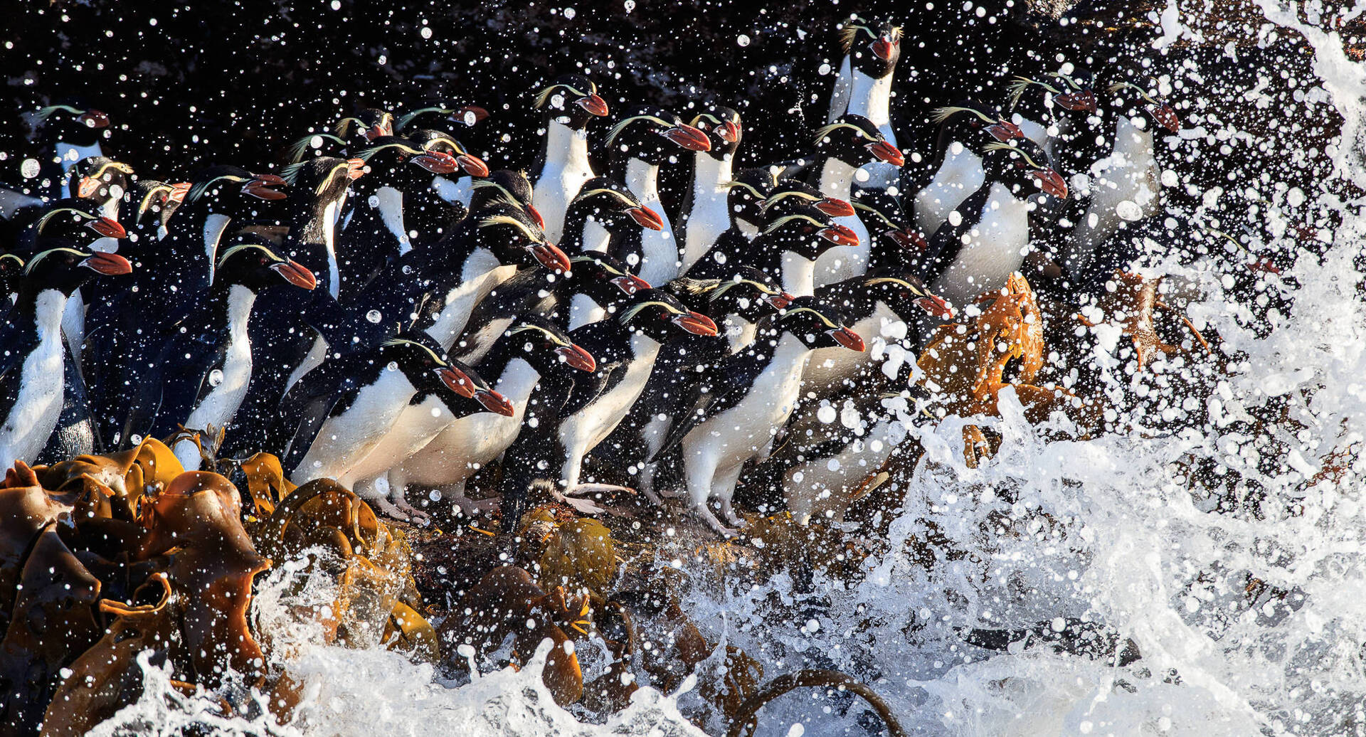 פוטו תחרות צילומי טבע פינגווינים