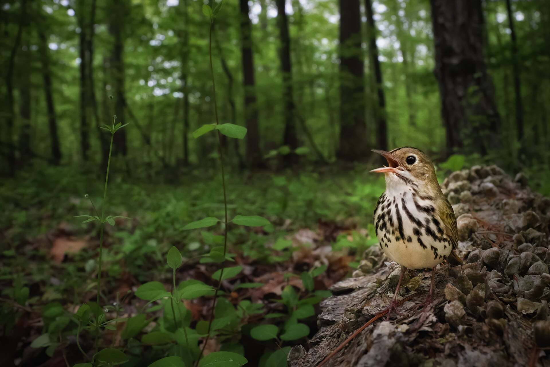 פוטו תחרות צילומי ציפורים 2021 ציפור שורקת מרכז אמריקה 