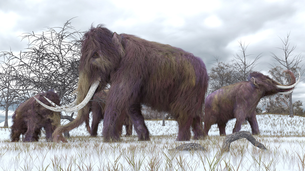 ממותה צמרית woolly mammoth