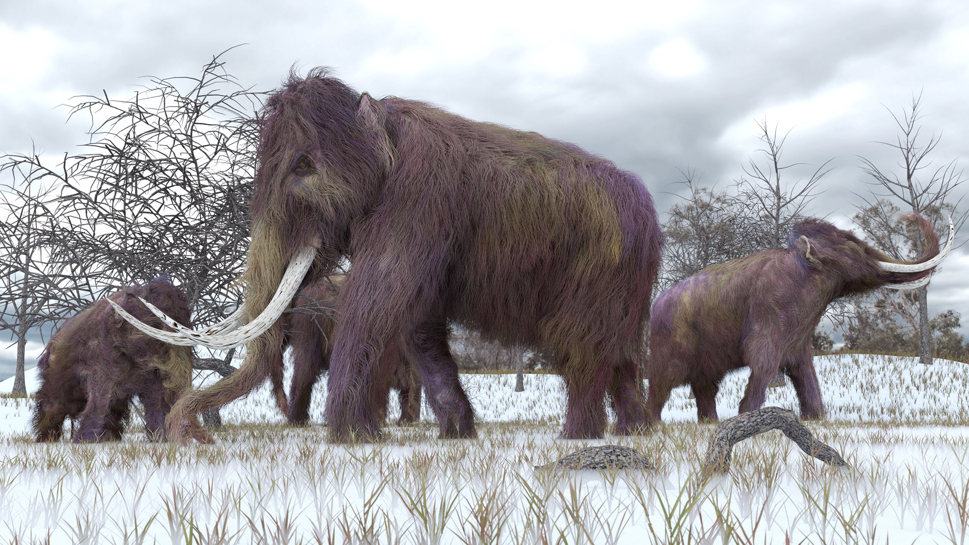 ממותה צמרית woolly mammoth