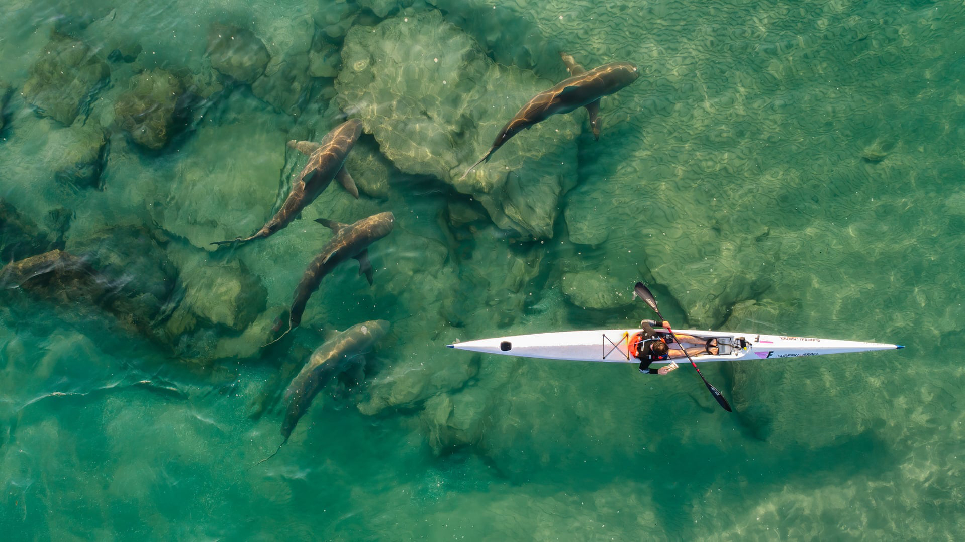פוטו תחרות צילומים מדאונים 2021 כרישים חוף חדרה 