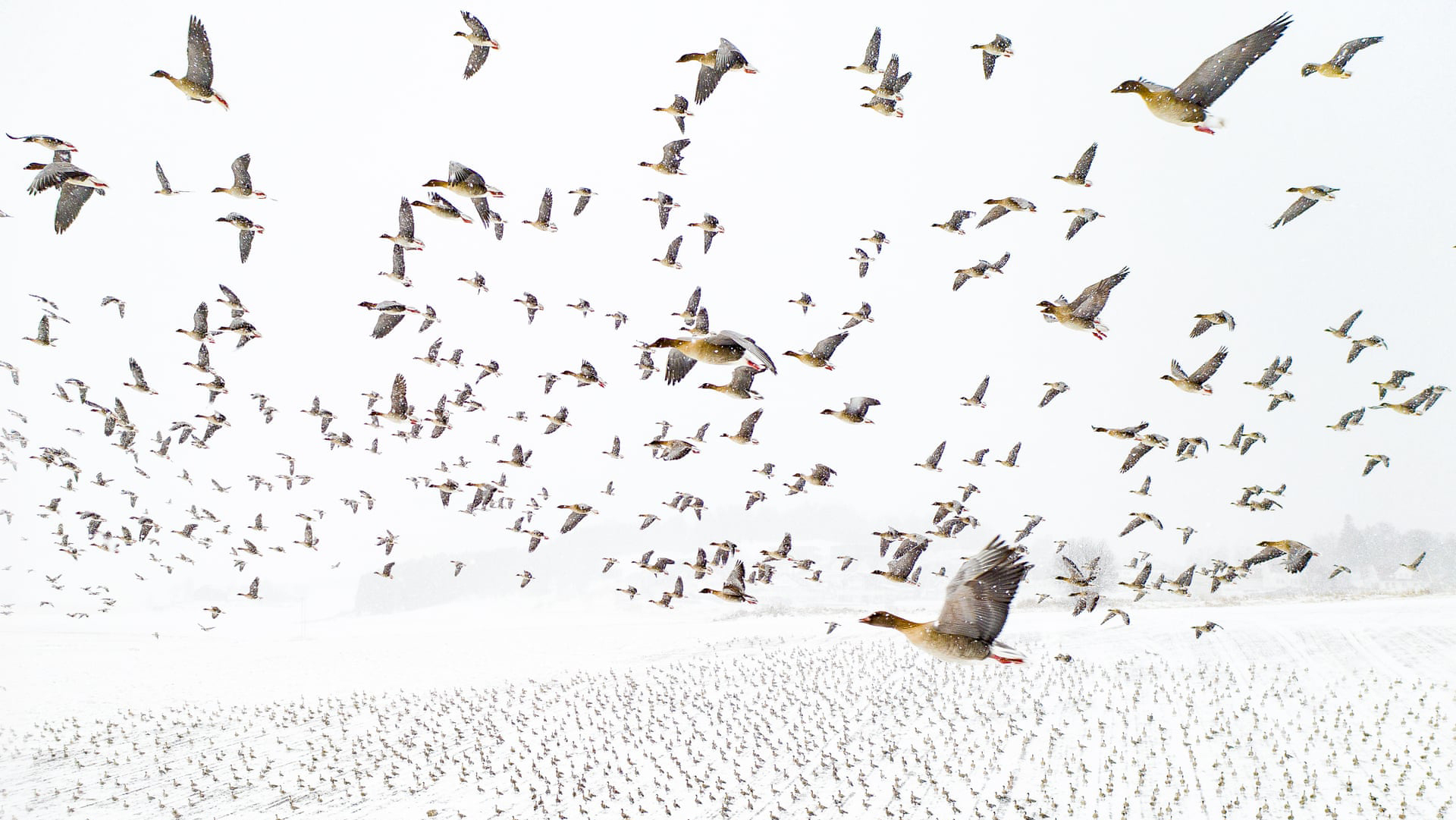 פוטו תחרות צילומים מדאונים מקום ראשון להקת אווזים נורווגיה 