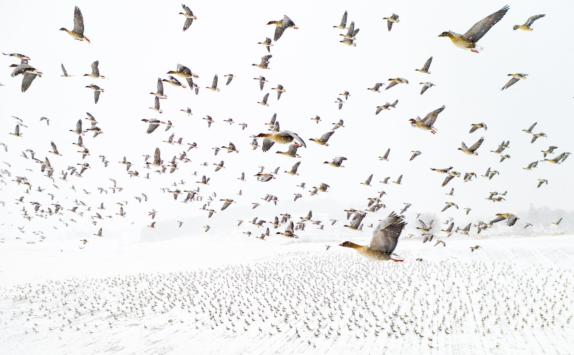 פוטו תחרות צילומים מדאונים מקום ראשון להקת אווזים נורווגיה 
