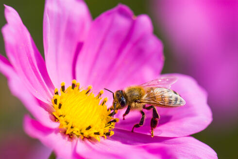 A bee. Photo: Shutterstock 