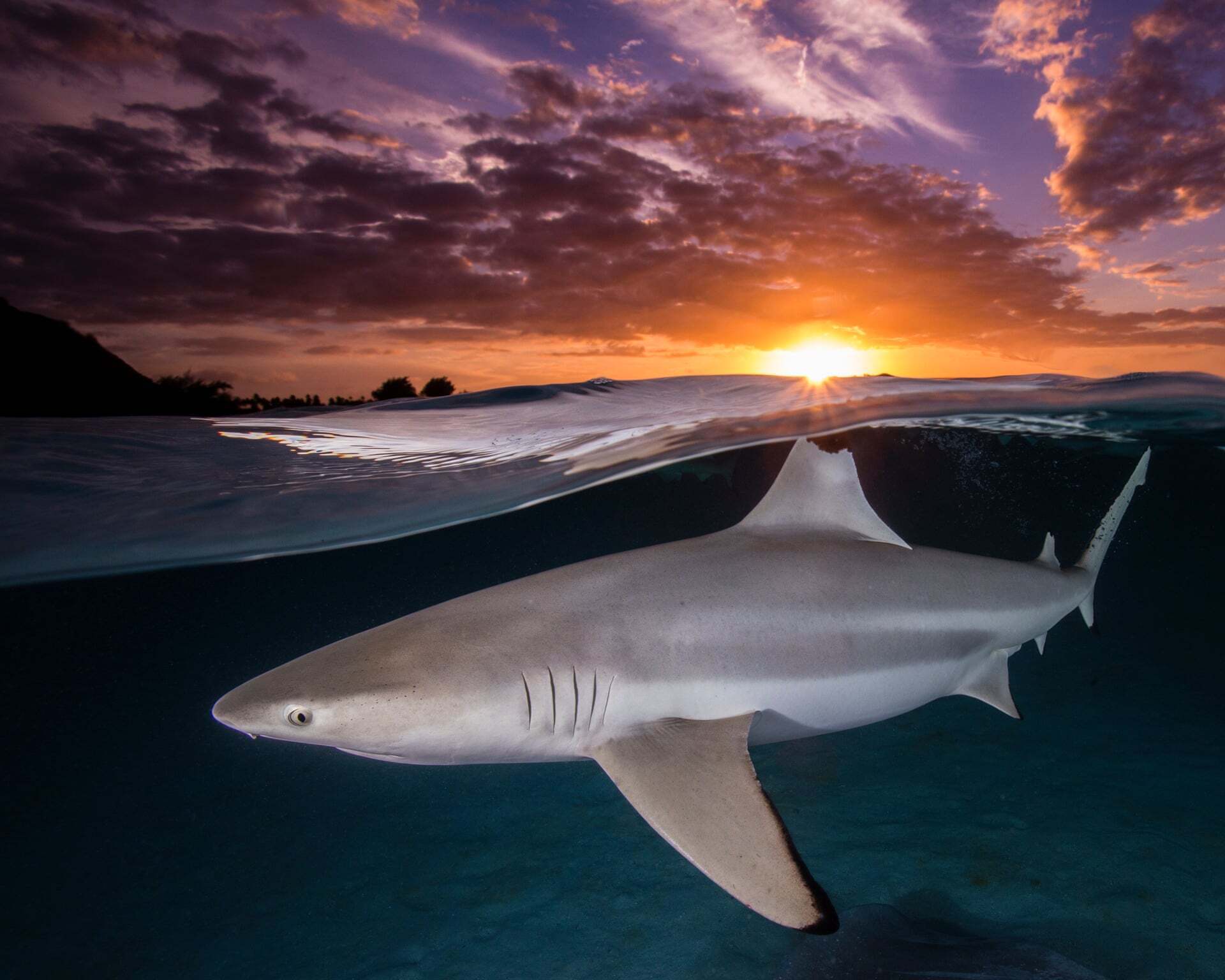 פוטו תחרות צילומים באוקיאנוס 2021 כריש