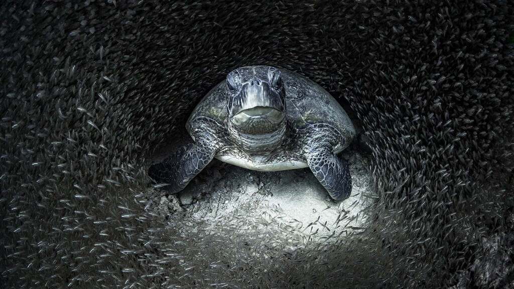 עוצרות נשימה: תמונות זוכות מתחרות צילומים מתחת למים