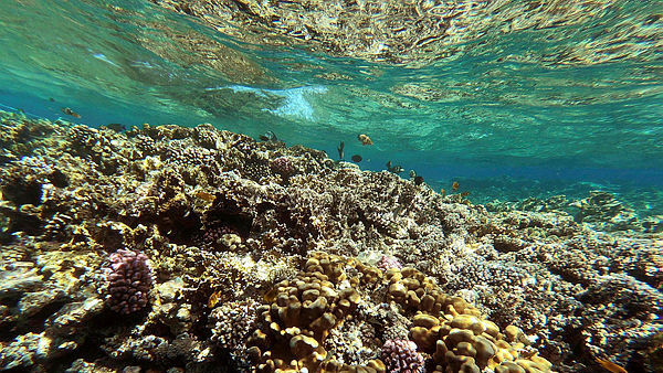 שונית אלמוגים בשארם א-שיח' סיני מצרים