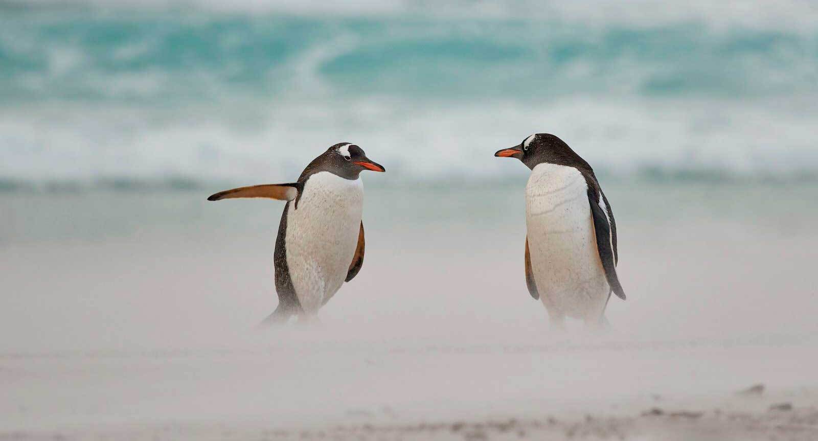 פוטו צילומים מצחיקים של חיות בר 2021 פנגווין 