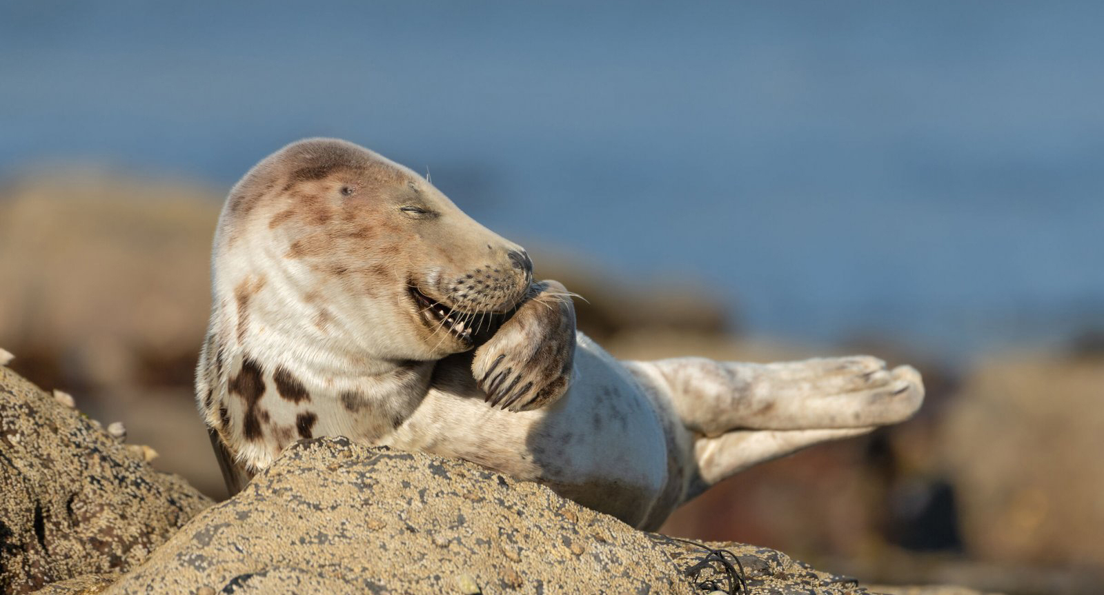 פוטו צילומים מצחיקים של חיות בר 2021 כלב ים