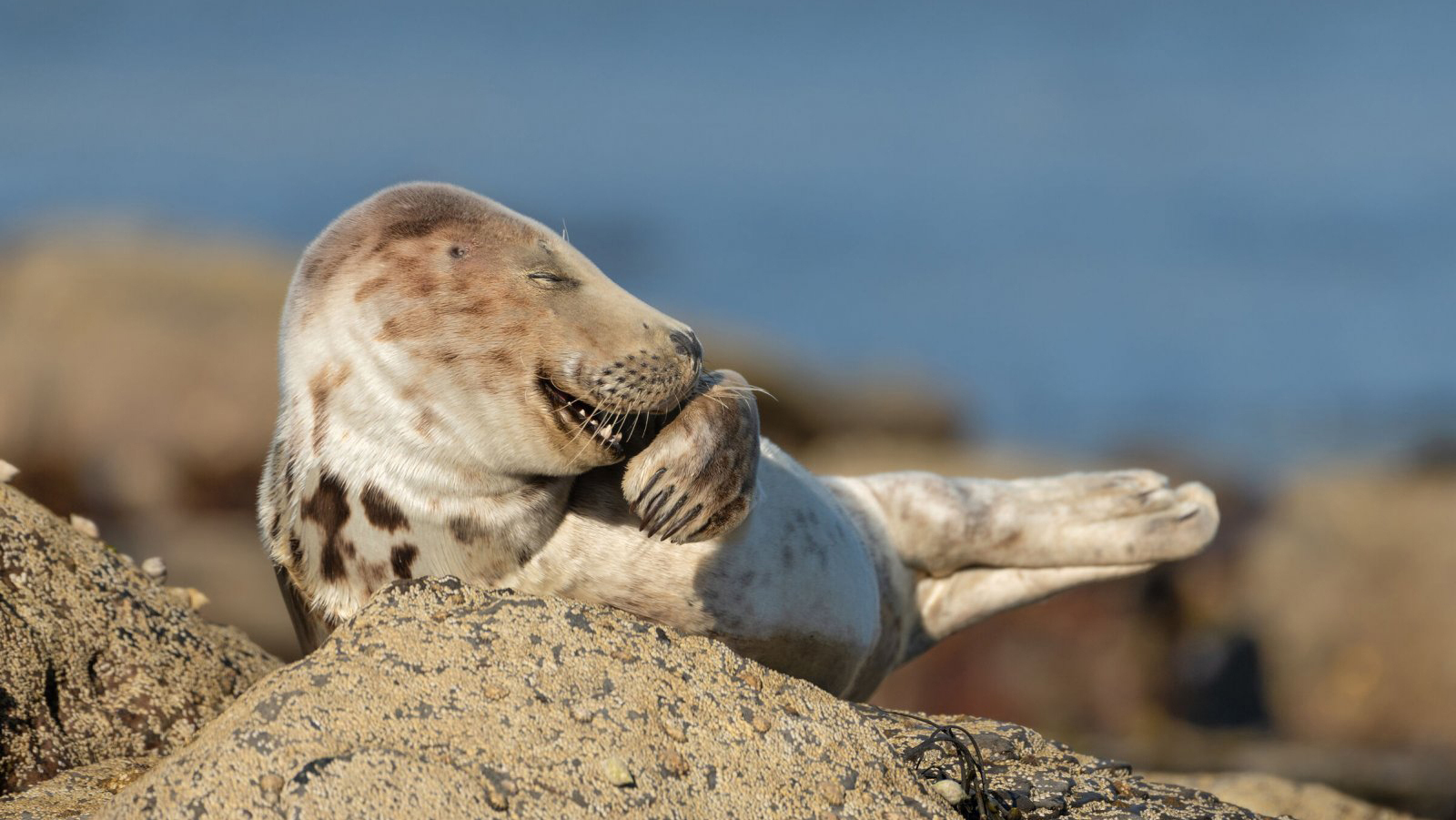 פוטו צילומים מצחיקים של חיות בר 2021 כלב ים