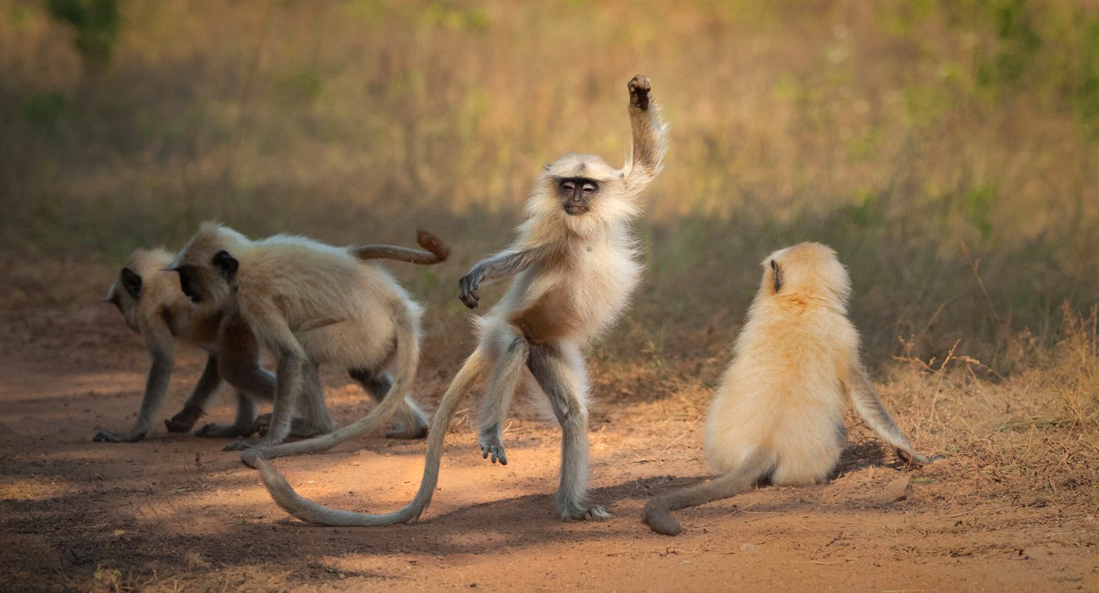 פוטו צילומים מצחיקים של חיות בר 2021 קופים