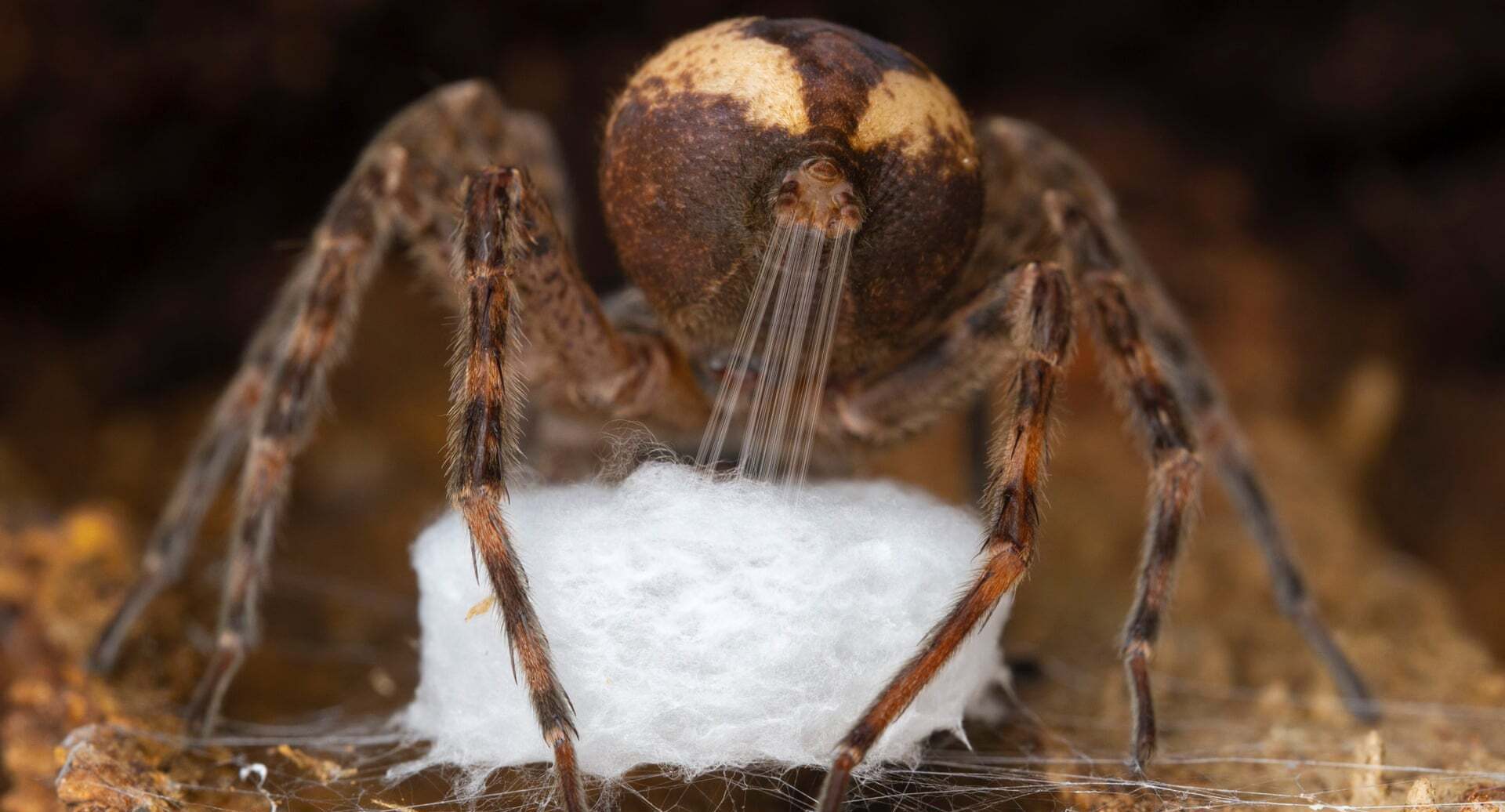 פוטו תחרות צילום חיות בר 2021 עכביש טווה 