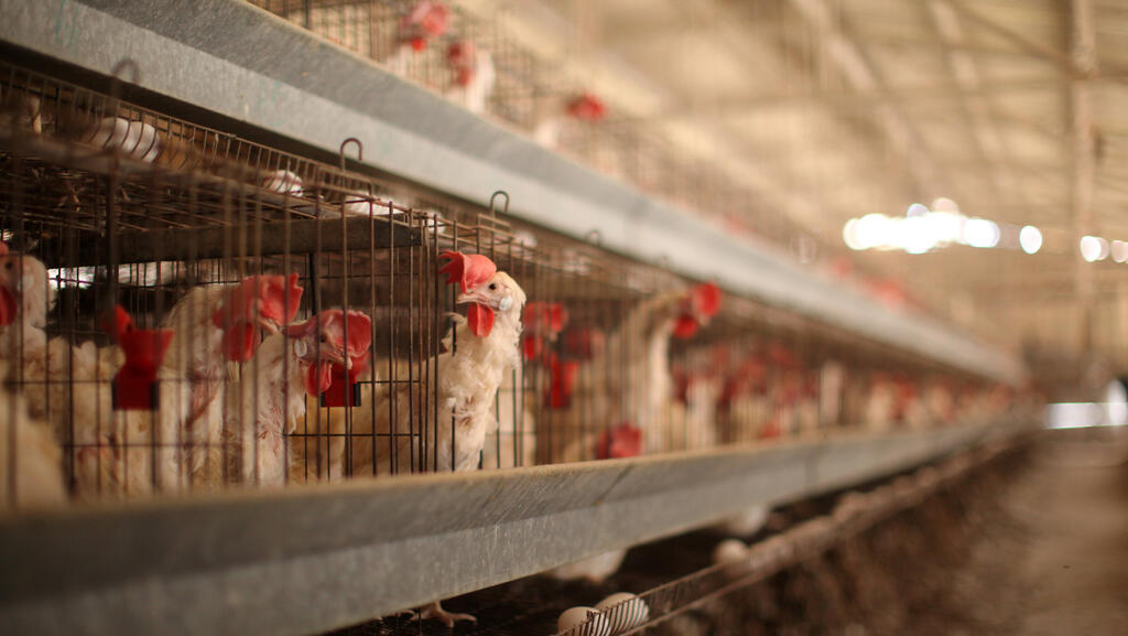 על רקע שפעת העופות: מגדלי הביצים מפגינים ומזהירים שפתיחת השוק תוביל לקריסה