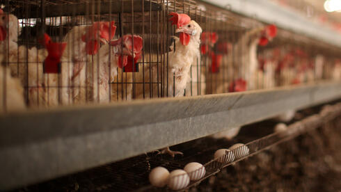 הקרב על הלולים על רקע התפשטות שפעת העופות, צילום: עמית שעל