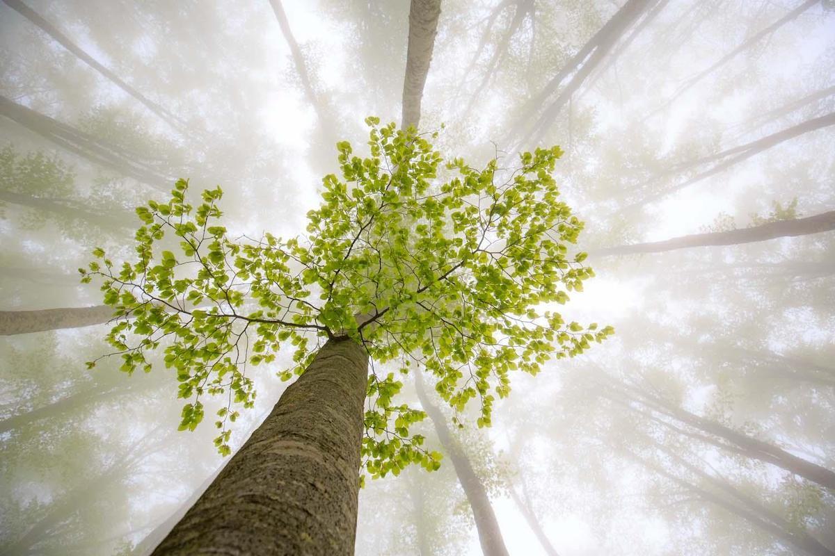 פוטו תחרות צילומי טבע אירופה עץ מיסטי