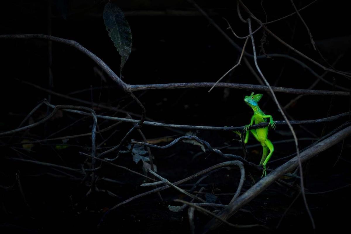 פוטו תחרות צילומי טבע אירופה צפרדע 