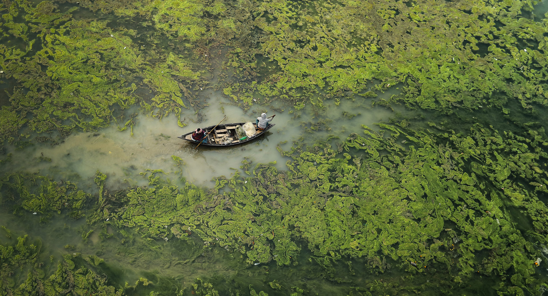 פוטו תמונות הסביבה של 2021 מים ירוקים מערב בנגל הודו